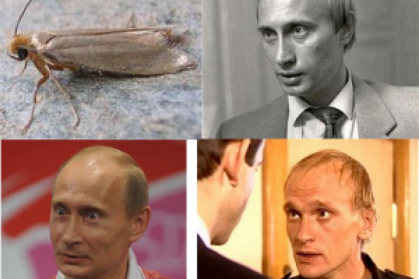 Сайты даркнета